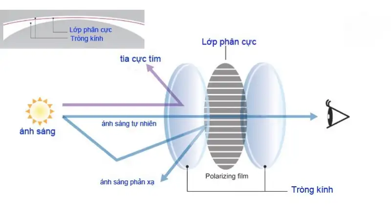 Trong kinh phan cuc chong choi