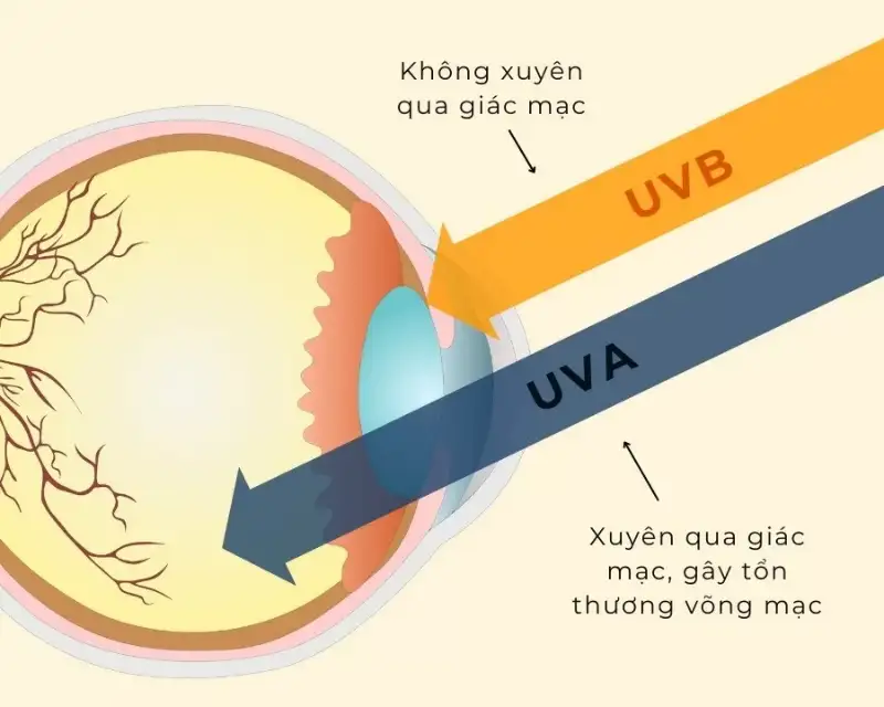 Top 4 Tròng Kính Đổi Màu Chống UV Tốt Nhất Hiện Nay 2 top 4 trong kinh doi mau chong tia uv tot nhat 1